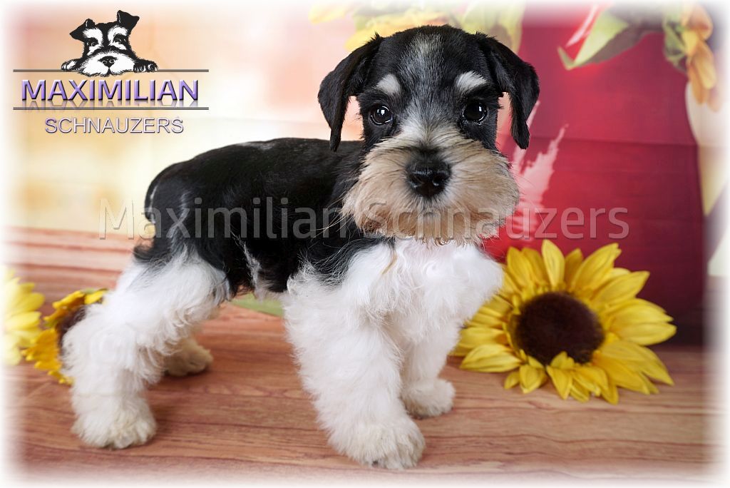 miniature schnauzer puppies $400