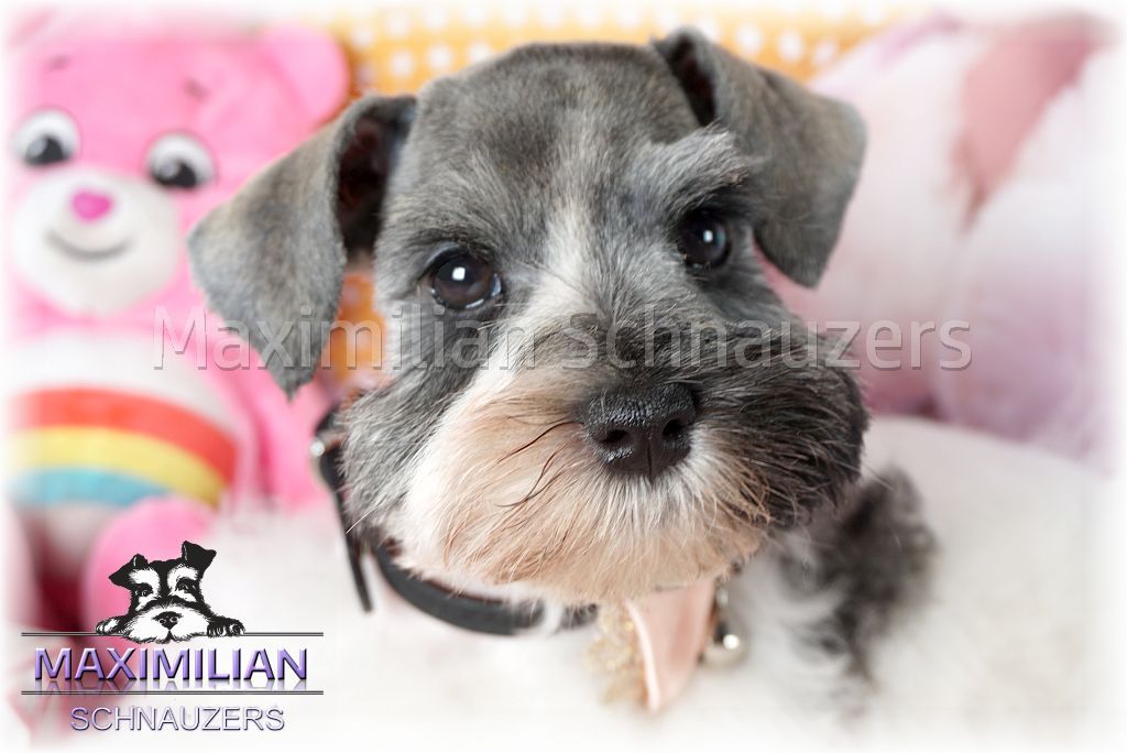 merle schnauzer club of america