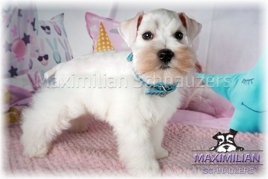 merle schnauzer club of america