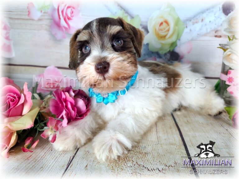 Available Puppies Miniature Schnauzer Puppies For Sale